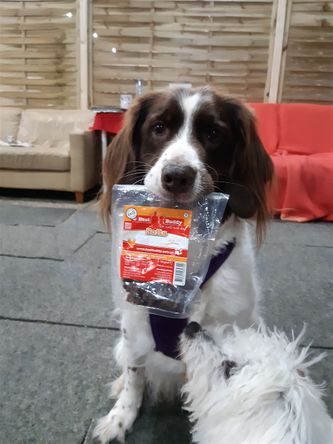 TOPhondjes Frya en Phoebe maken hier volkomen duidelijk wat de enige motivatie is voor honden om te leren: de juiste beloning!